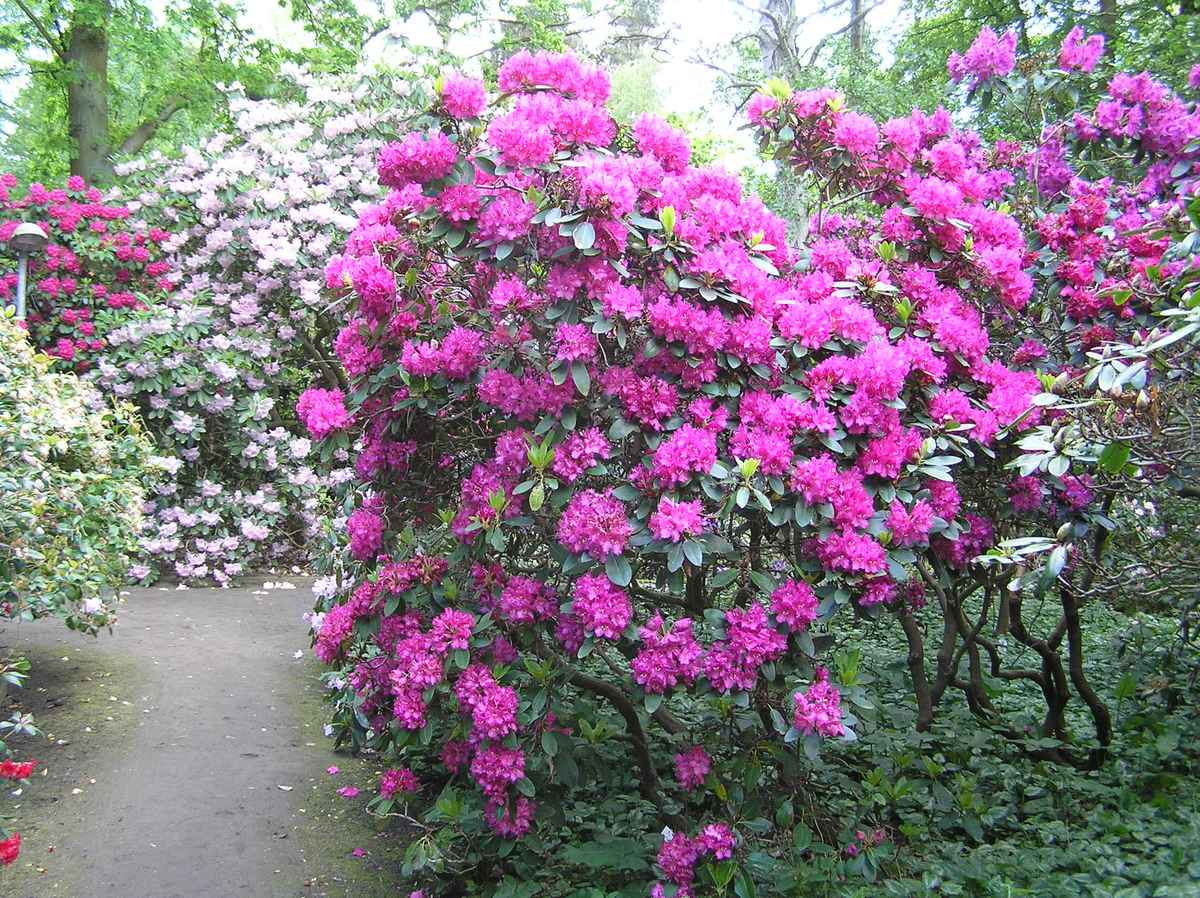 Rhododendron-Blüte