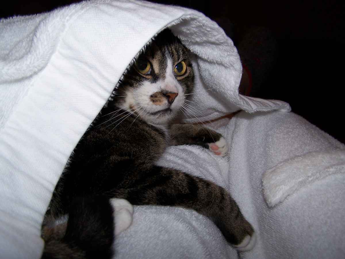 Bademantel-Kater