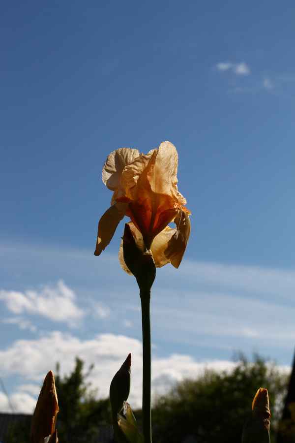 Im Urlaubs.Garten 02