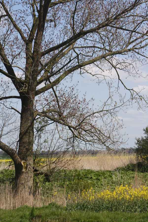 Einfach Natur