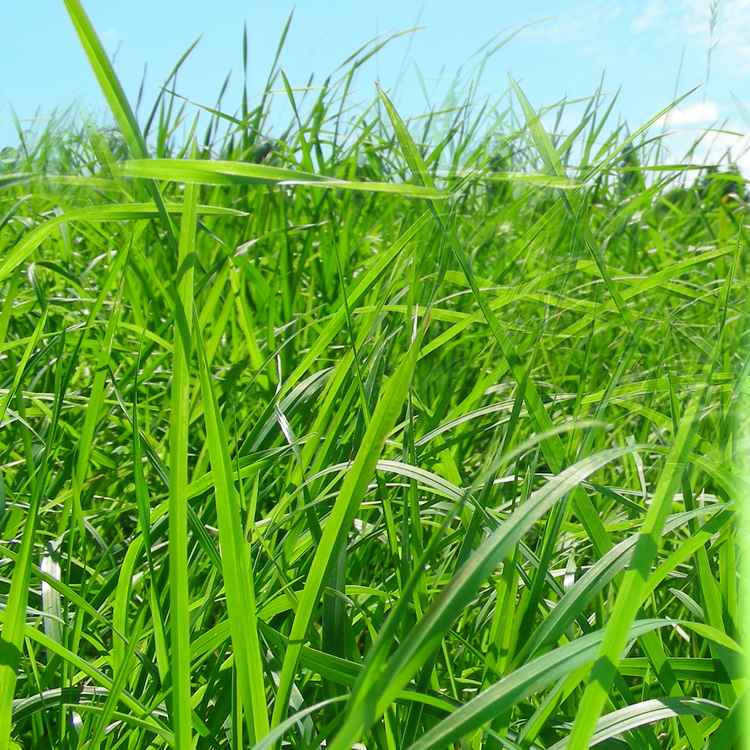 Gras und ein Stück Himmel