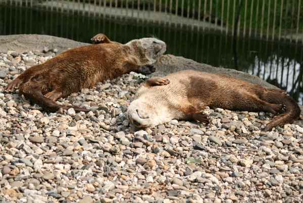 Siesta bei den Fischottern