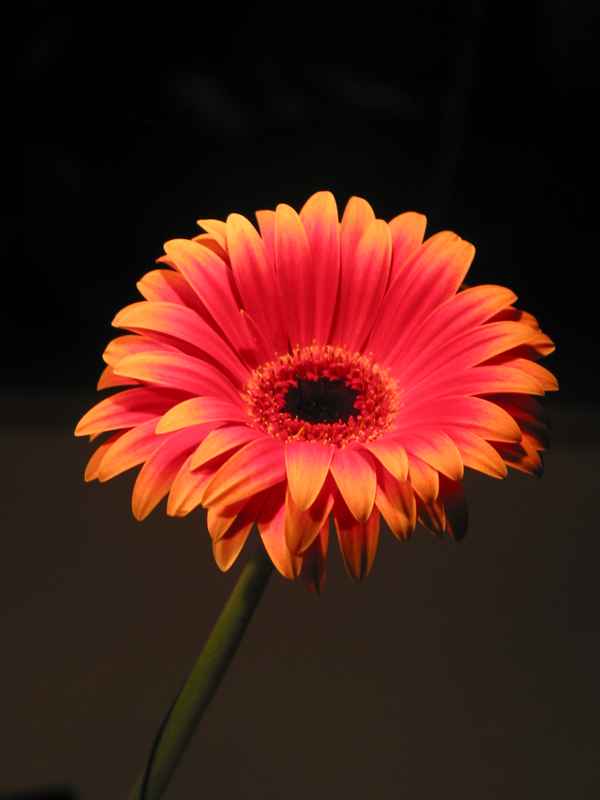 Eine feurige, einsame Gerbera
