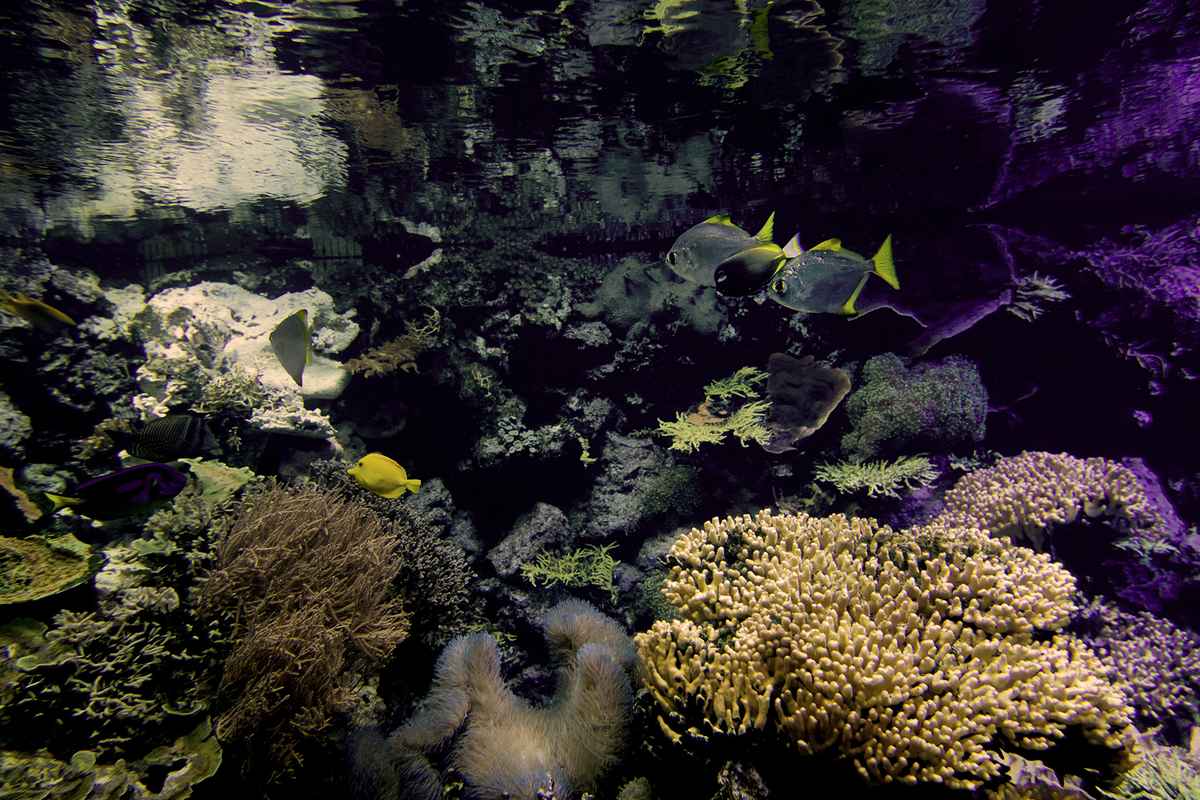 Underwater world