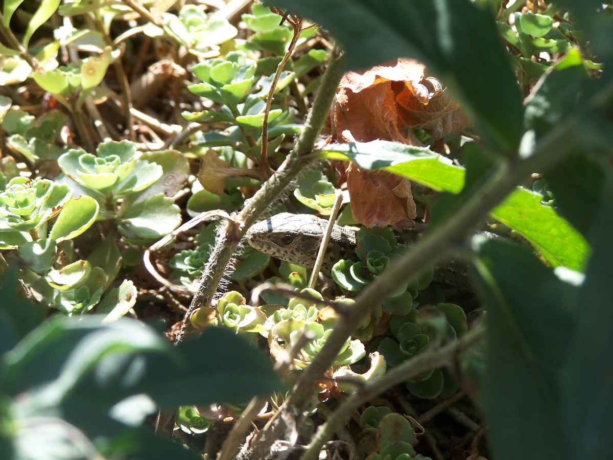 wer kuckt denn da II