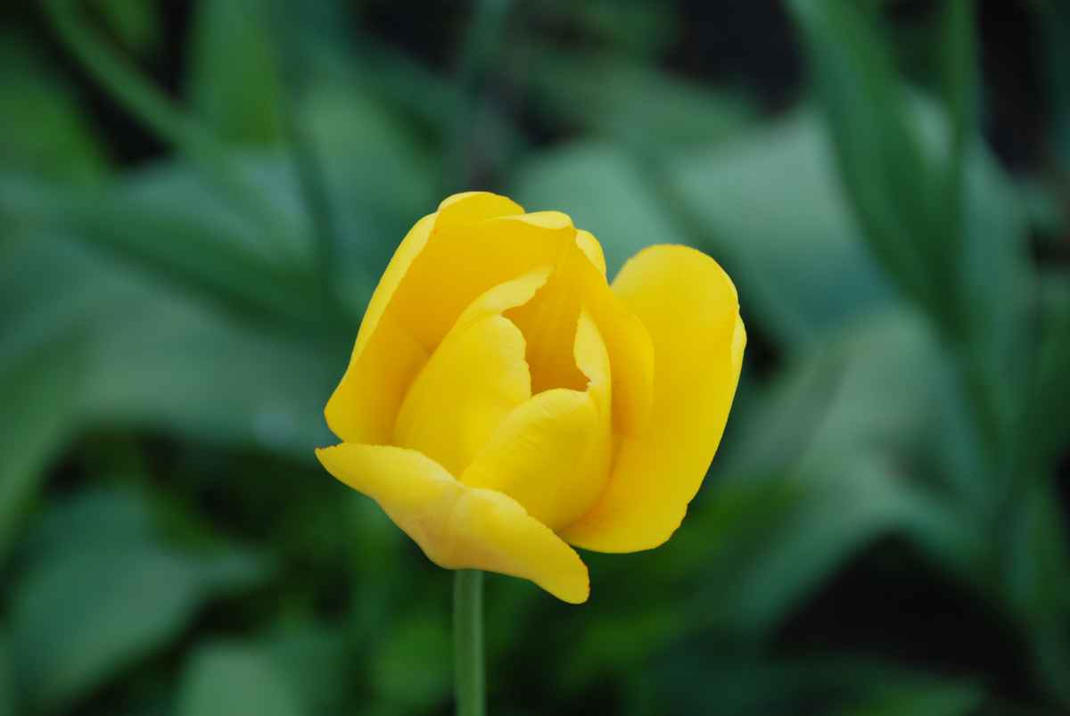 Tulpen 08