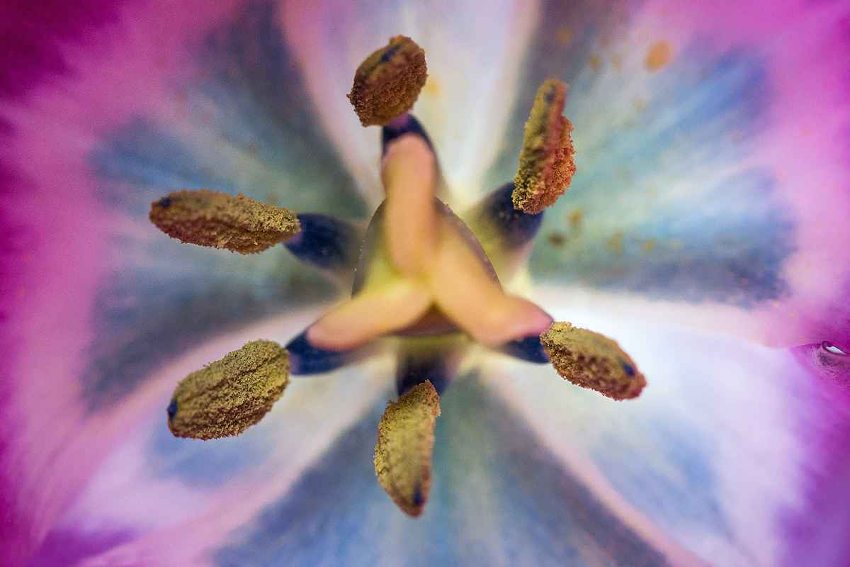 Tulpe II
