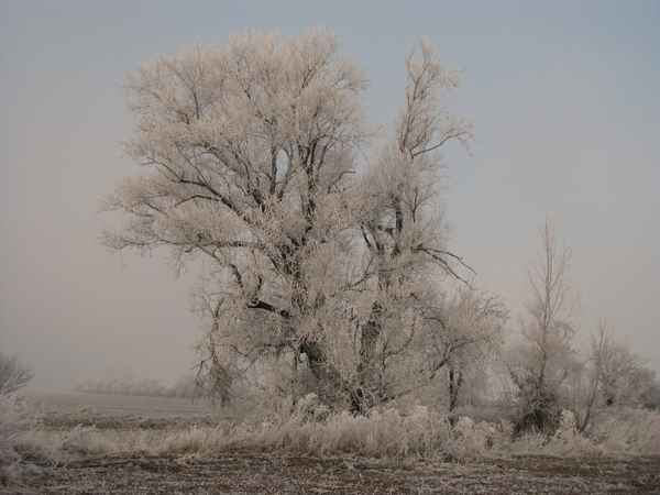 Winter und Raureif 40