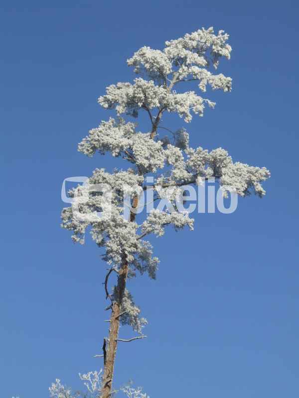 Winterreif im Odenwald, Serie 2