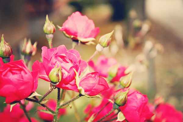 Romantic Rose
