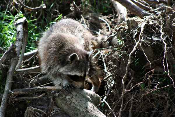 Waschbär