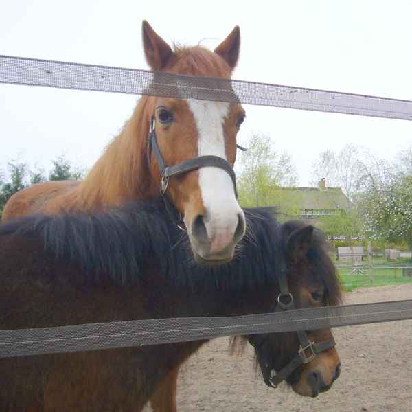 Zwei Pferde aus Barum