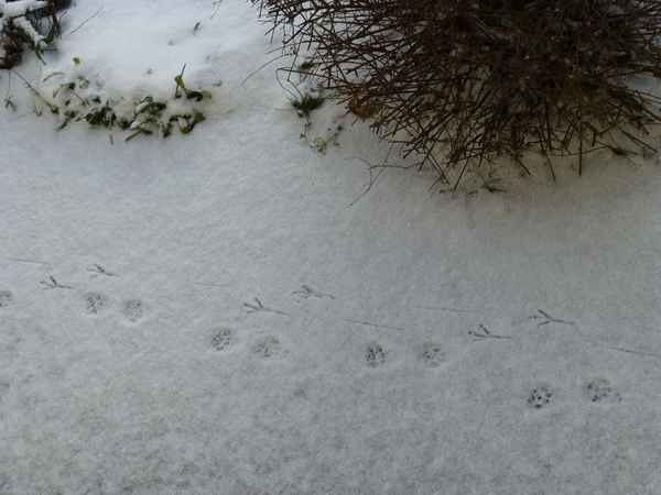 Spaziergang im Schnee