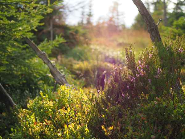 Nationalpark Harz