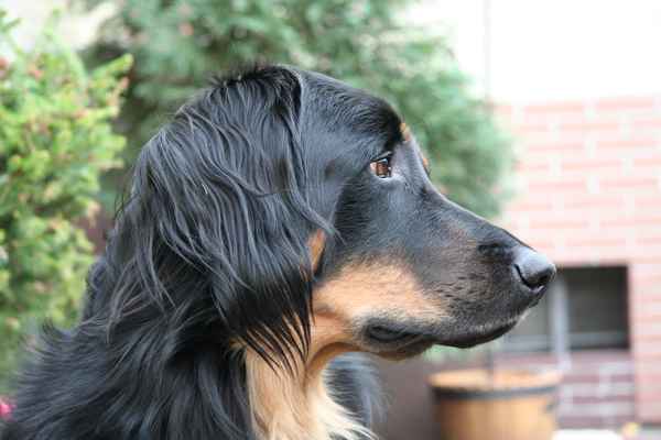 mein Hund