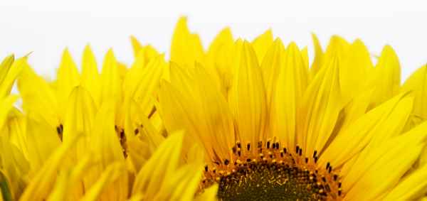 Sonnenblume