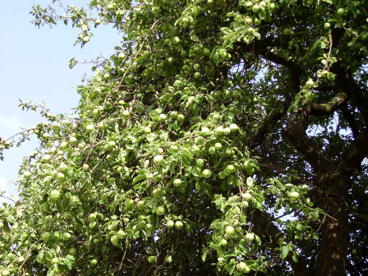 Alles klar am Apfelbaum