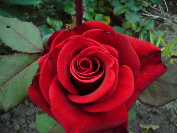 Rose unterbelichtet 1