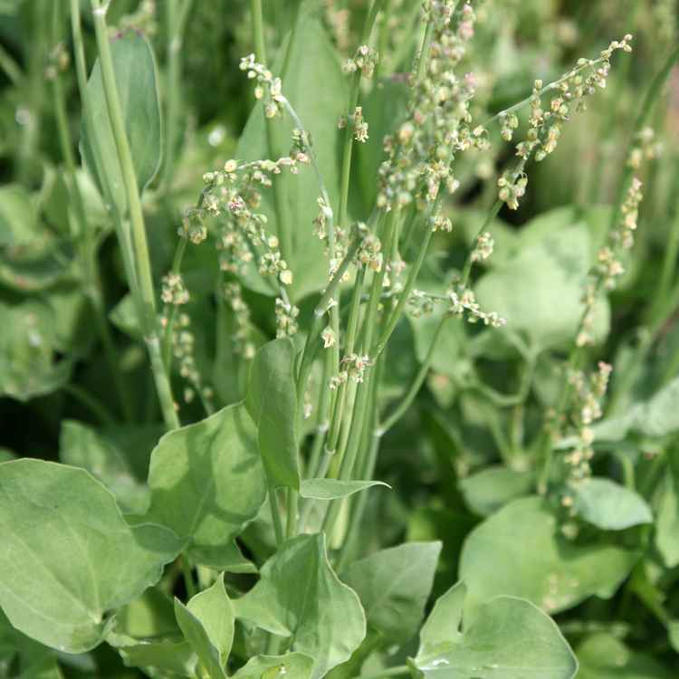 Schildampfer