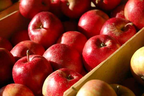 Äpfel
