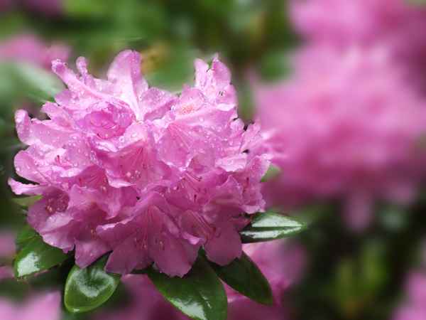 Rhododendron im Regen