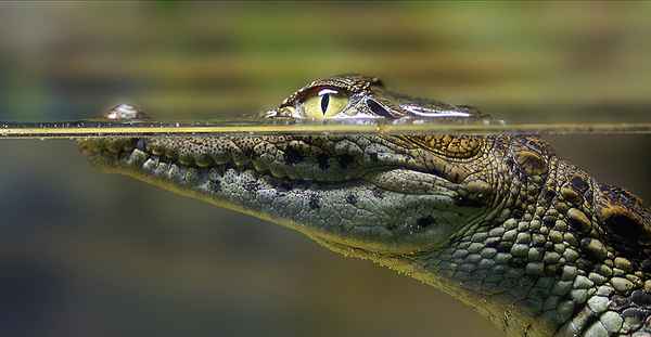 Auge in Auge - Waterline