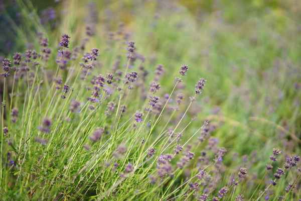 lavendel