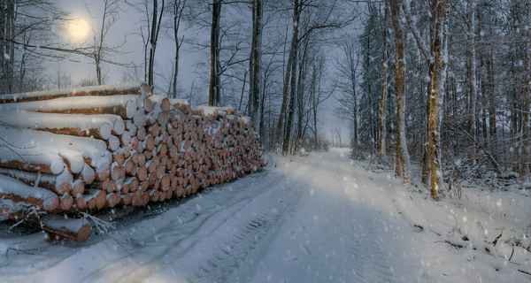 Nachts im Winterwald