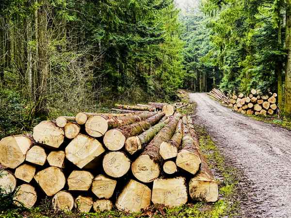 Holzernte im Wald