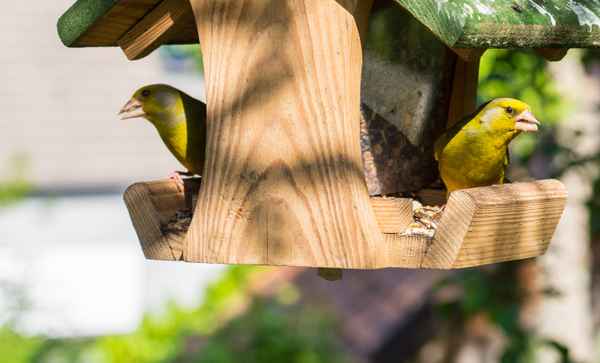 Zwei Grünfinken am Futterhaus