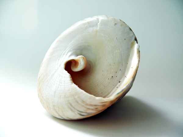 muschel