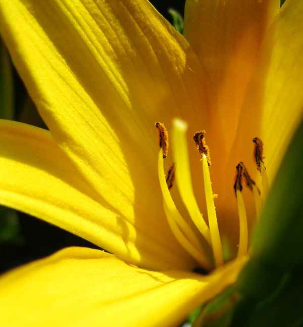 Taglilienblüte