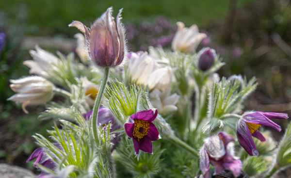 Kuhschellen oder Küchenschellen