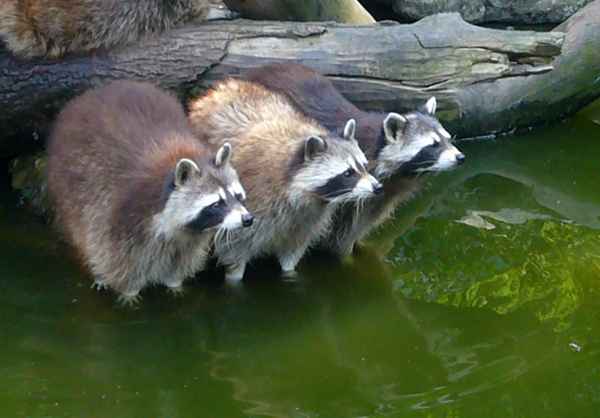 Duisburger Zoo - Waschbären