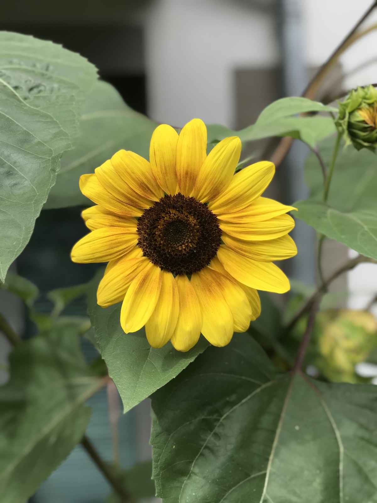 Sonnenblume vor Betonwand / Foto: Alexander Hauk