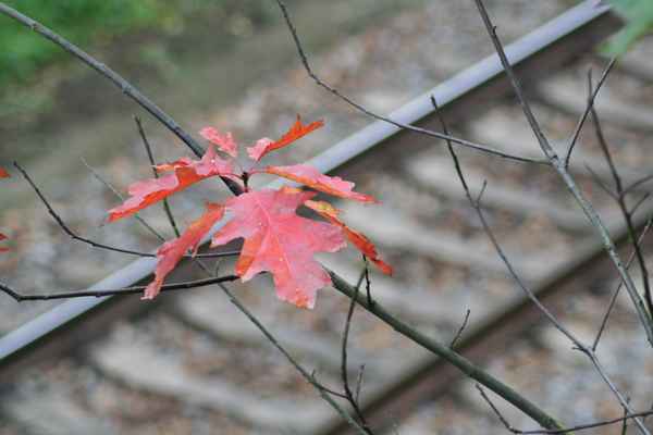 Herbst