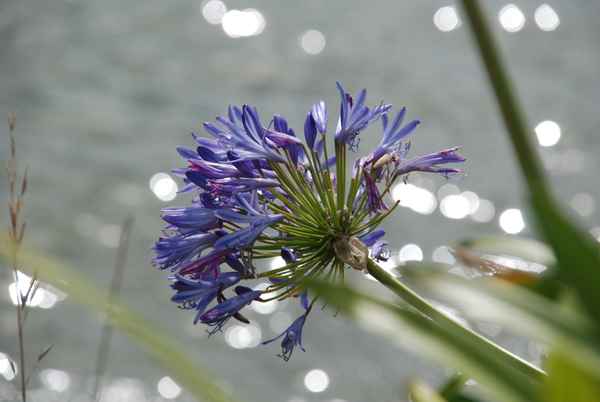 Blumenmakro