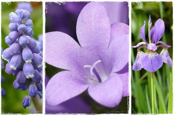 Die Farbe Lila
