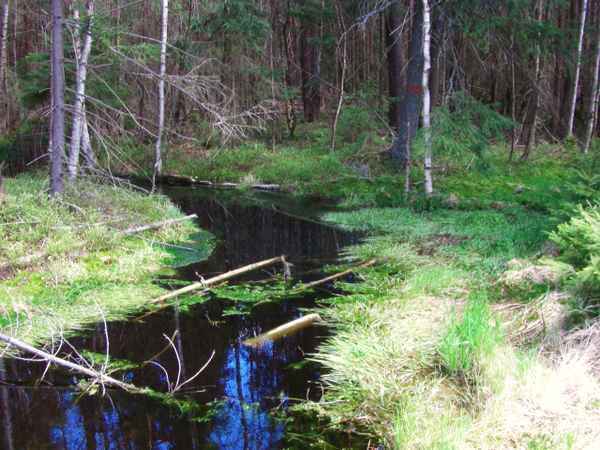 Im Glatzener Moor / 28