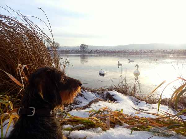 Antijagdtraining hat sich ausgezahlt