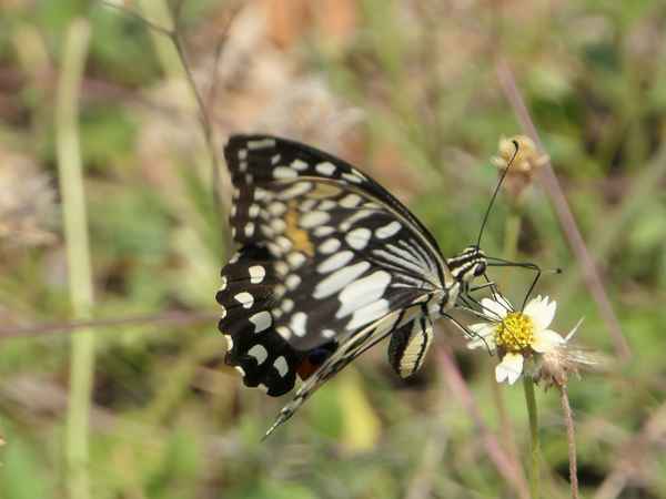 Zitrus Schwalbenschwanz