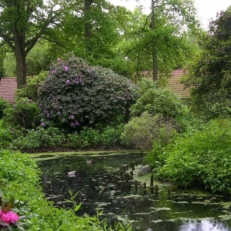 Rhododendronpark Bremen V