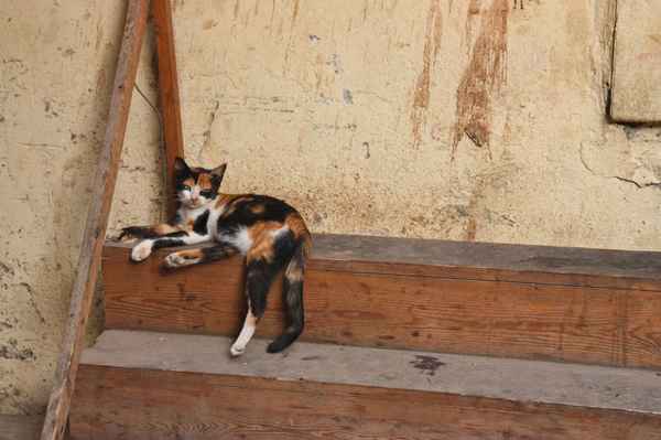 Kairo-Katze