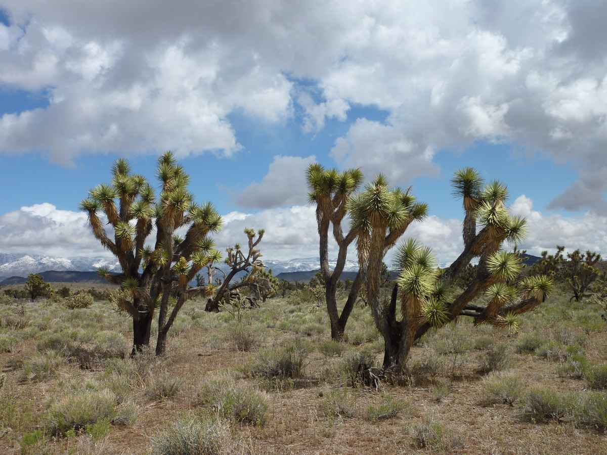 Wüste von Las Vegas