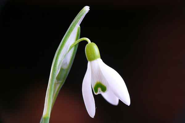 Im weißen Röckchen