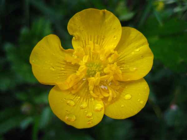 Butterblume mit Wassertropfen