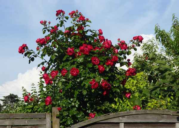 Rote Rosen über dem Gartenzaun