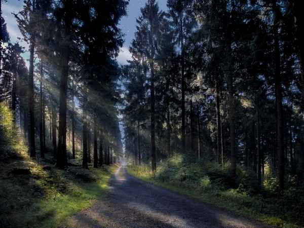 Vollmondnacht im Wald