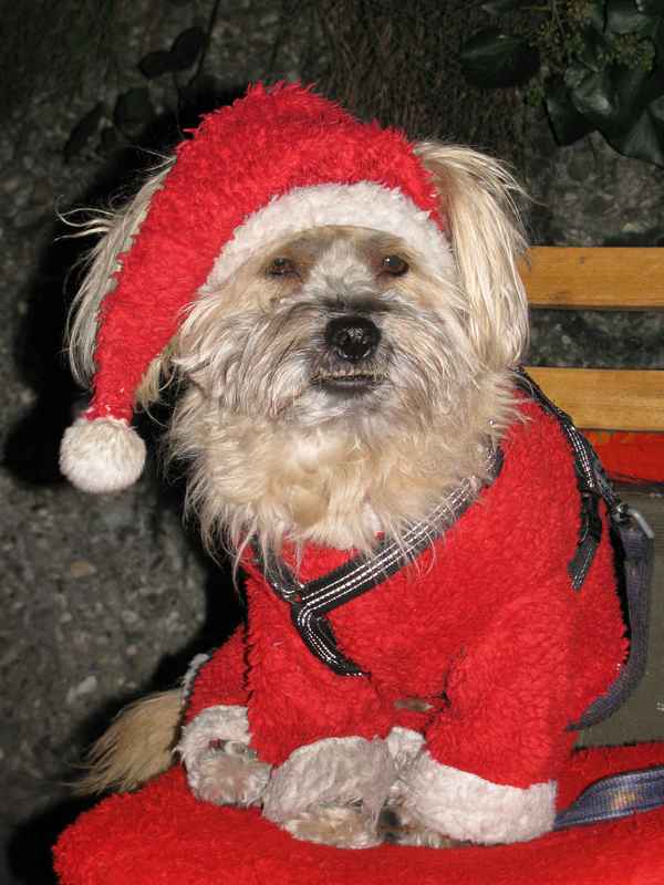 Weihnachtshund