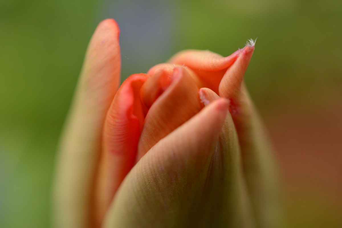 Tulpe-Blüte